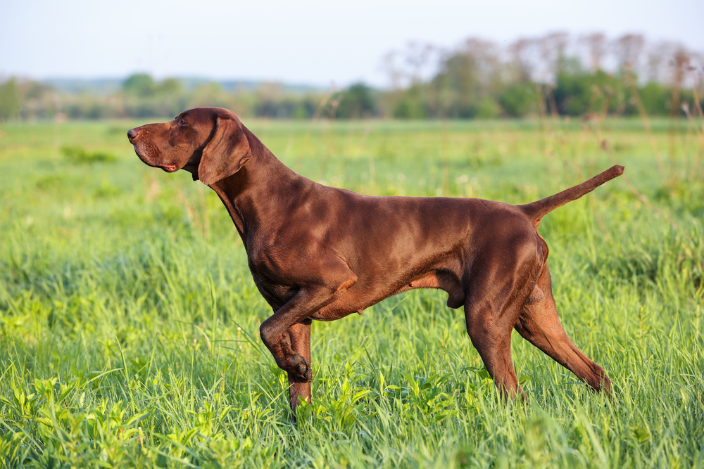 German Shorthaired Pointer Dog