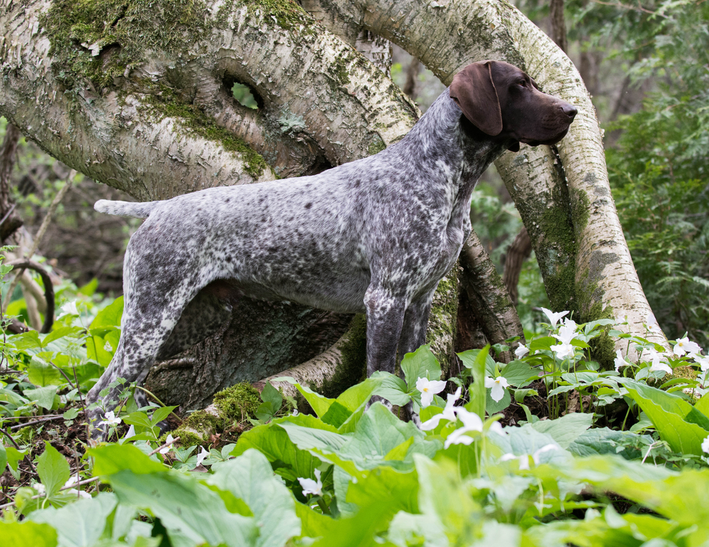 German Shorthaired Dog next to the tree