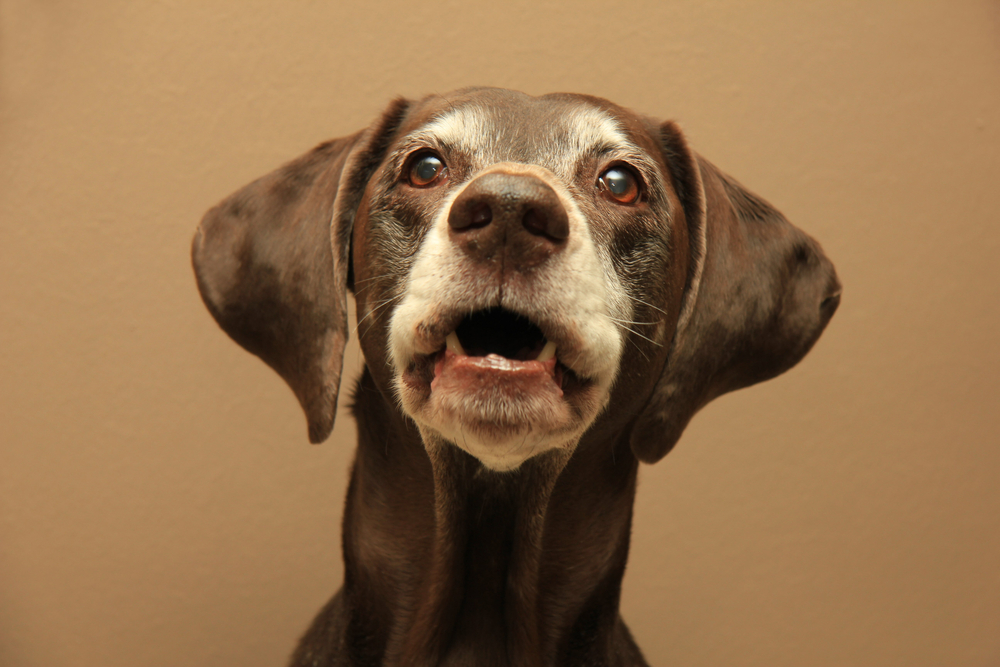 German Shorthaired Pointer