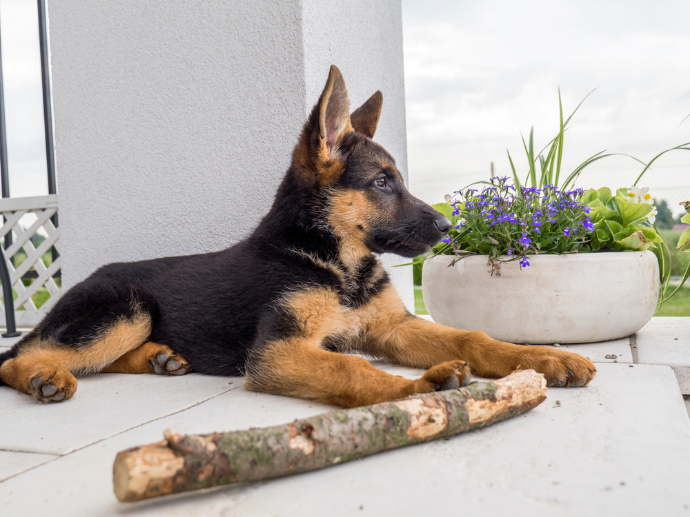 German shepherd puppy