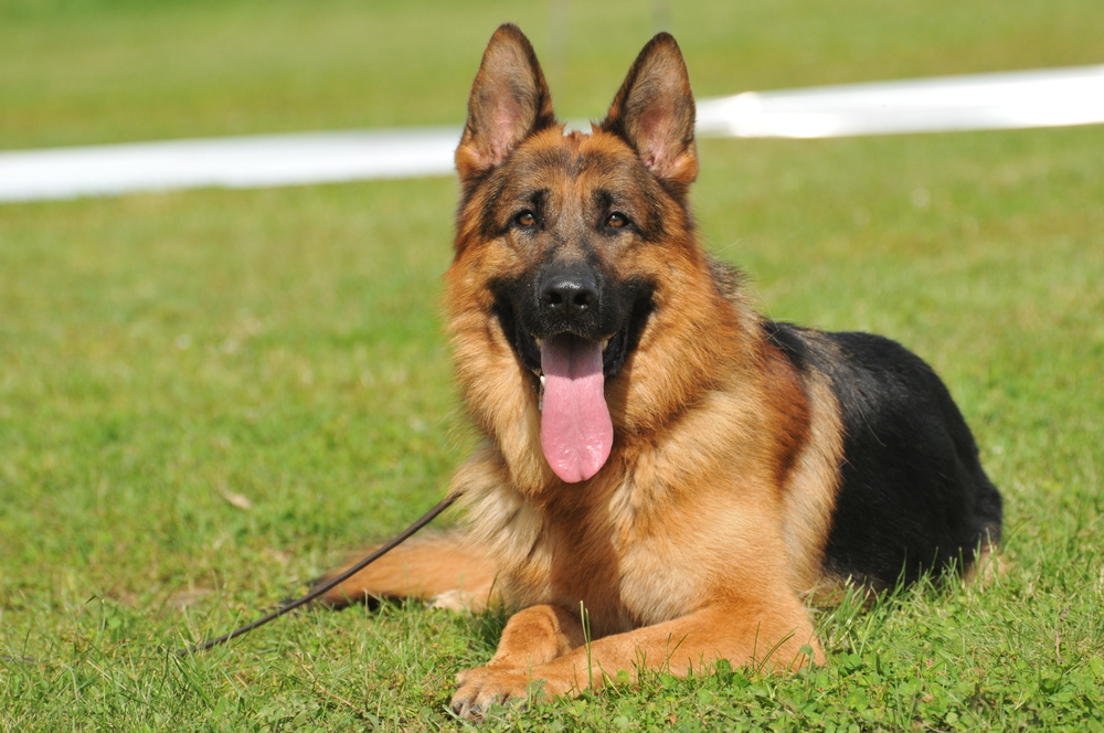 How Much To Feed A German Shepherd Per Day