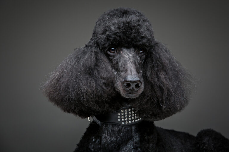 What is a Moyen Poodle? Everything to Consider Before Getting A Moyen Poodle