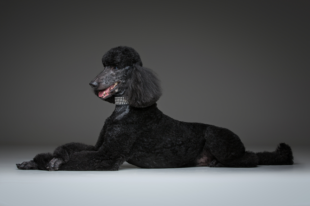 Moyen Poodle Dog Laying Down