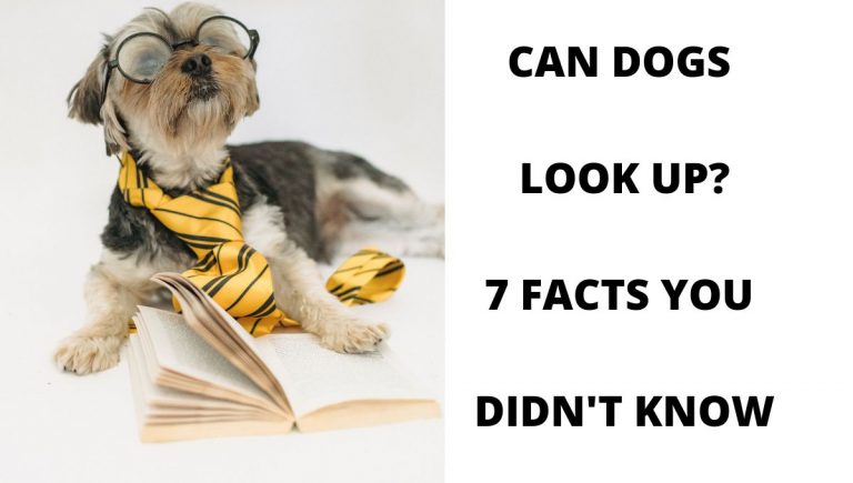 Can Dogs Look Up? What You Need To Know!