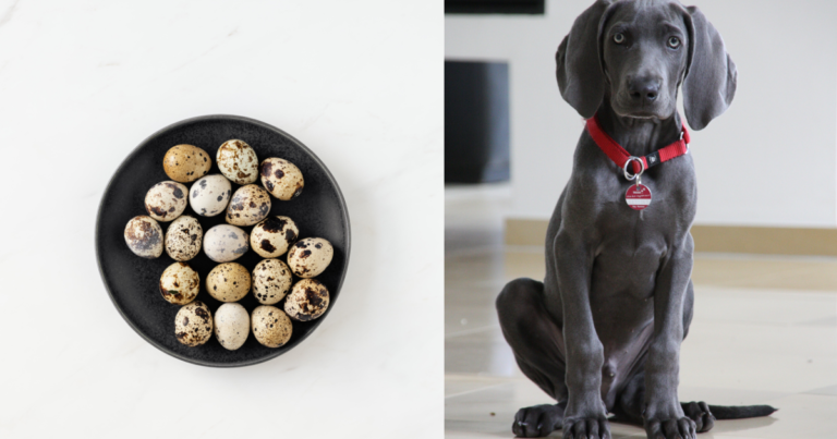 Can Dogs Eat Quail Eggs? The Surprising Truth You Need to Know!