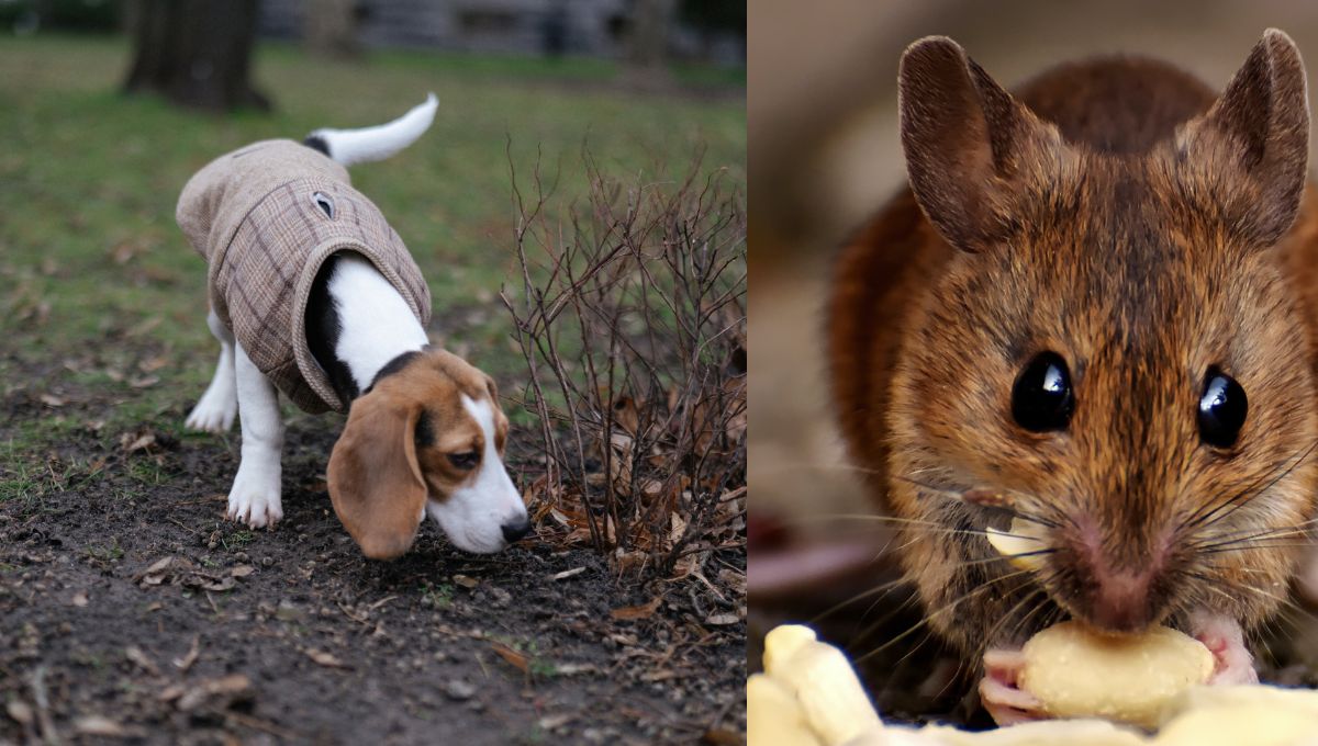 Can Dogs Keep Mice Away? (9 Facts You Need To Know) Dog Person