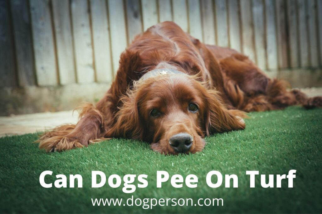 Can Dogs Pee On Turf