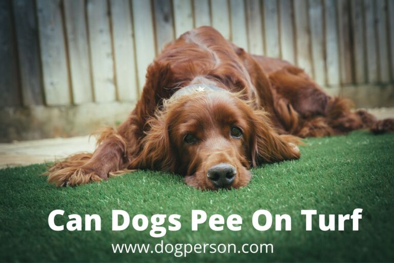 Can Dogs Pee On Turf? (Solved!)