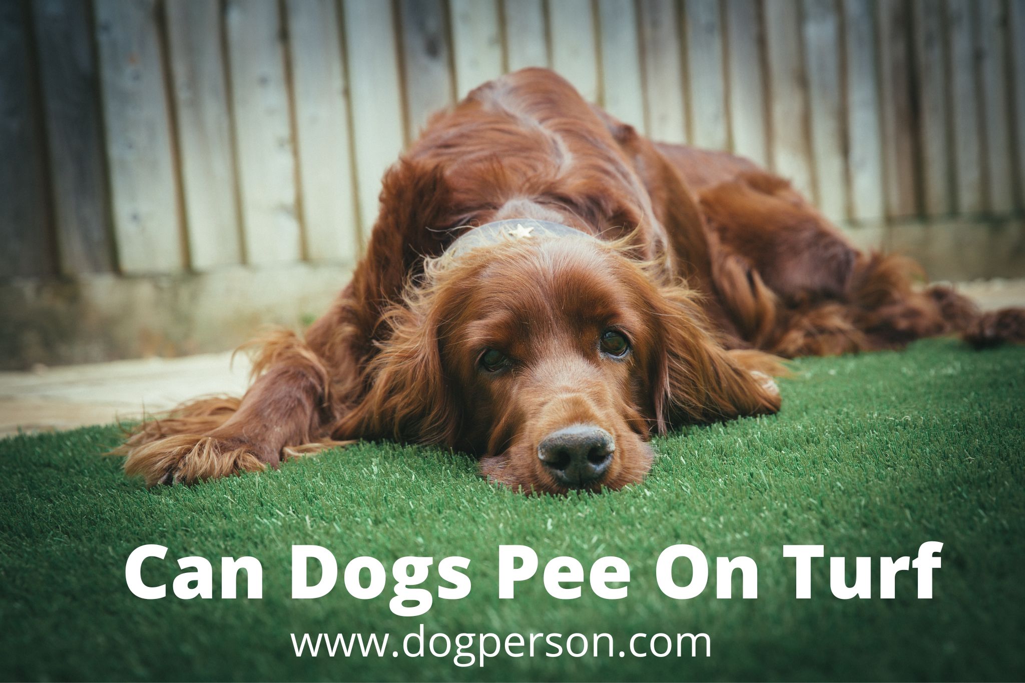 Can Dogs Pee On Turf? (Solved!) Dog Person