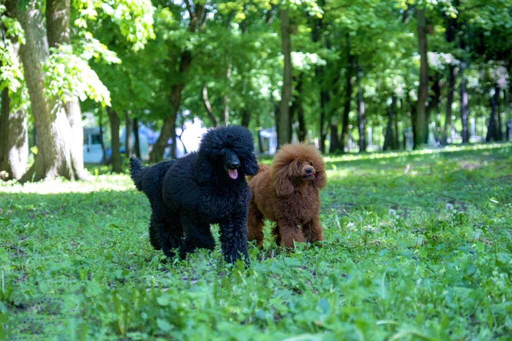 two moyen poodle dogs