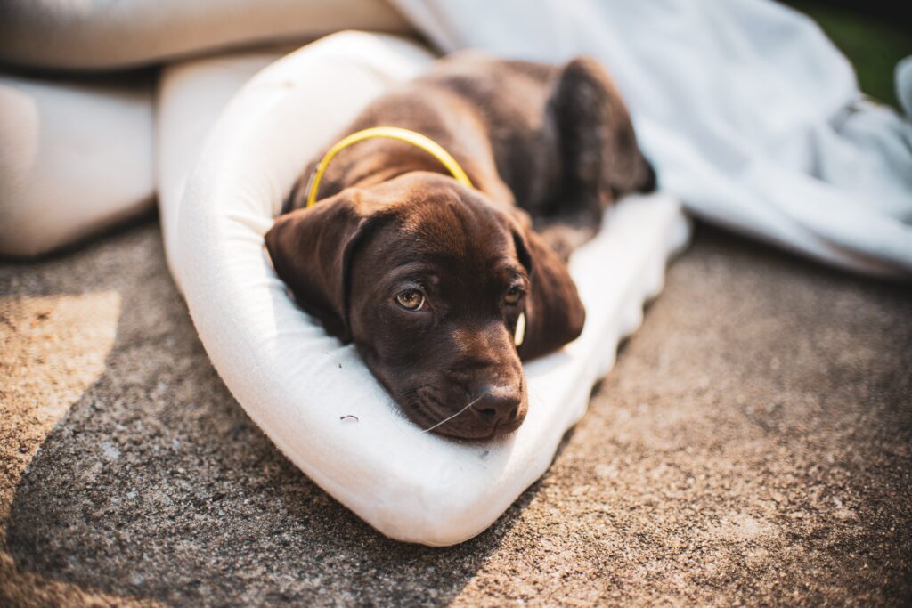 dog sleeping on a mat