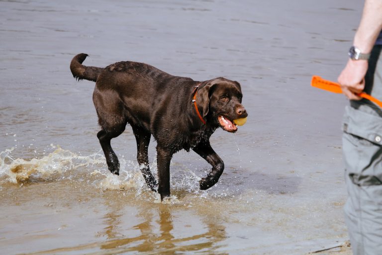 Do Labs Have Webbed Feet? (Facts You Didn’t Know)