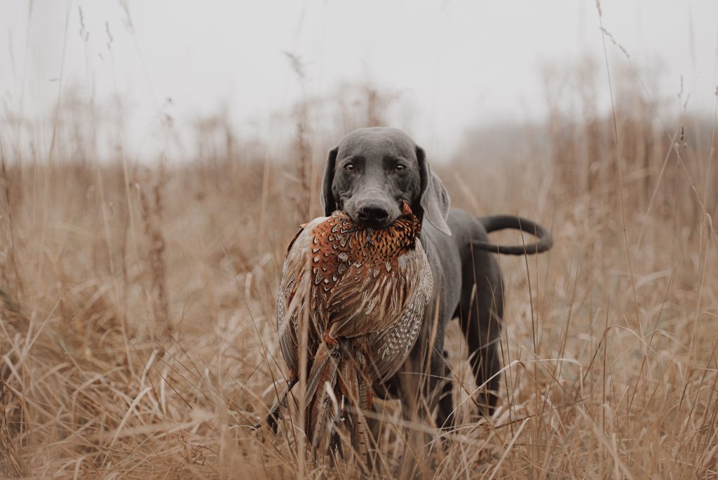 Can Dogs Eat Quail Meat (Feet, Organs, and Feathers) Dog Person