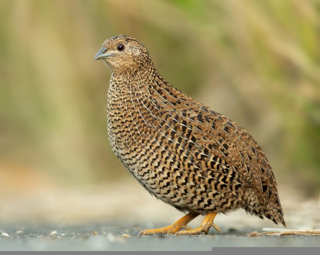 quail