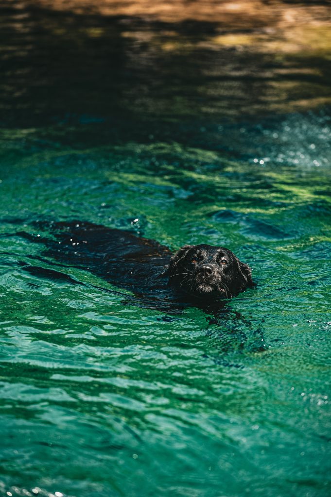 labrador swimming