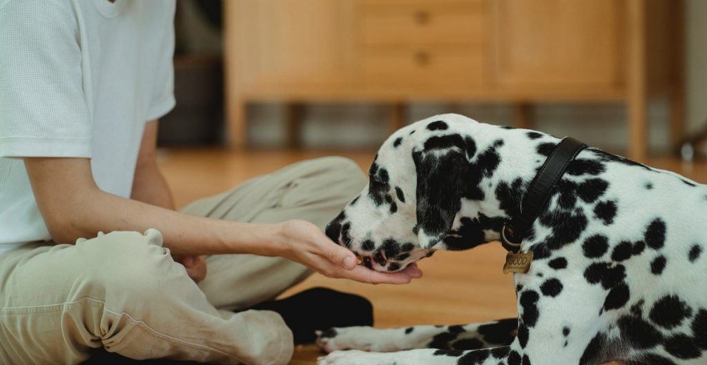 dog eating a treat from its owner