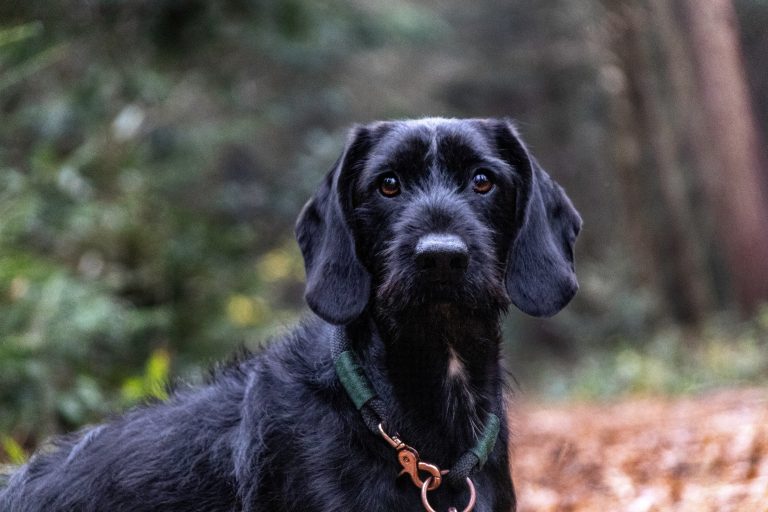 Are Black German Shorthaired Pointers Rare? All You Need to Know