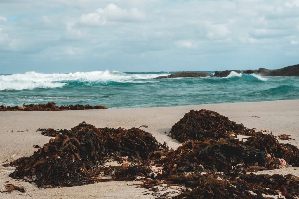 seaweed at the beach