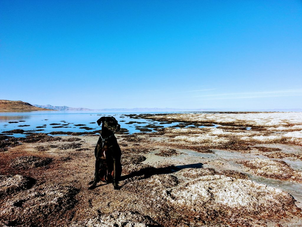 dog sitting at the beach