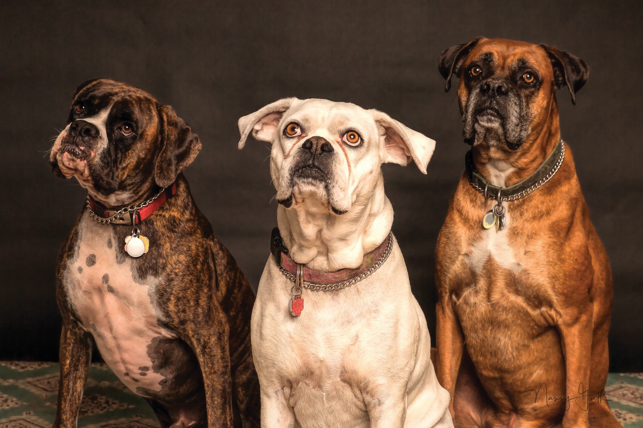 3 boxer dogs sitting next to each other