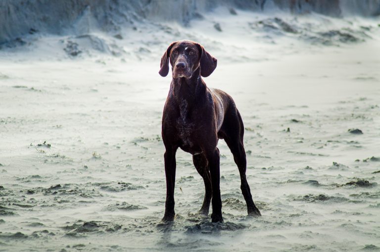 Can Dogs Eat Seaweed? (Solved)