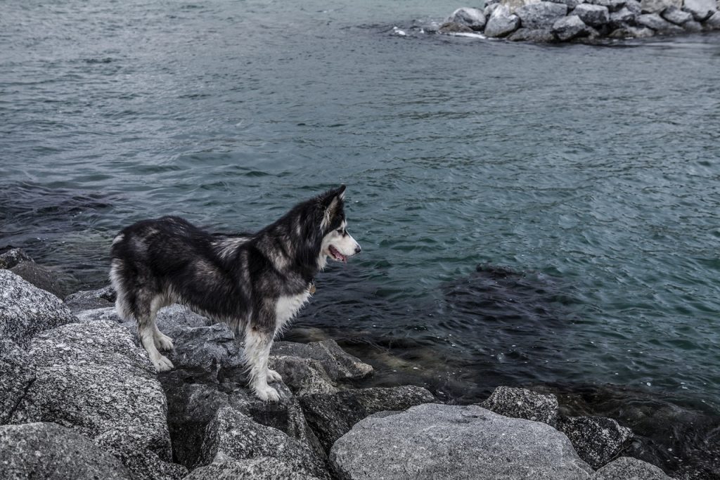 husky looking at the ocen