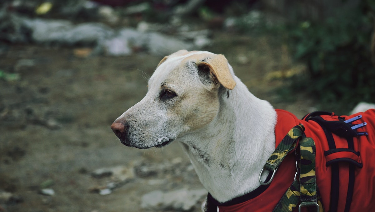 Are Dogs Allowed In Home Depot? Dog Person