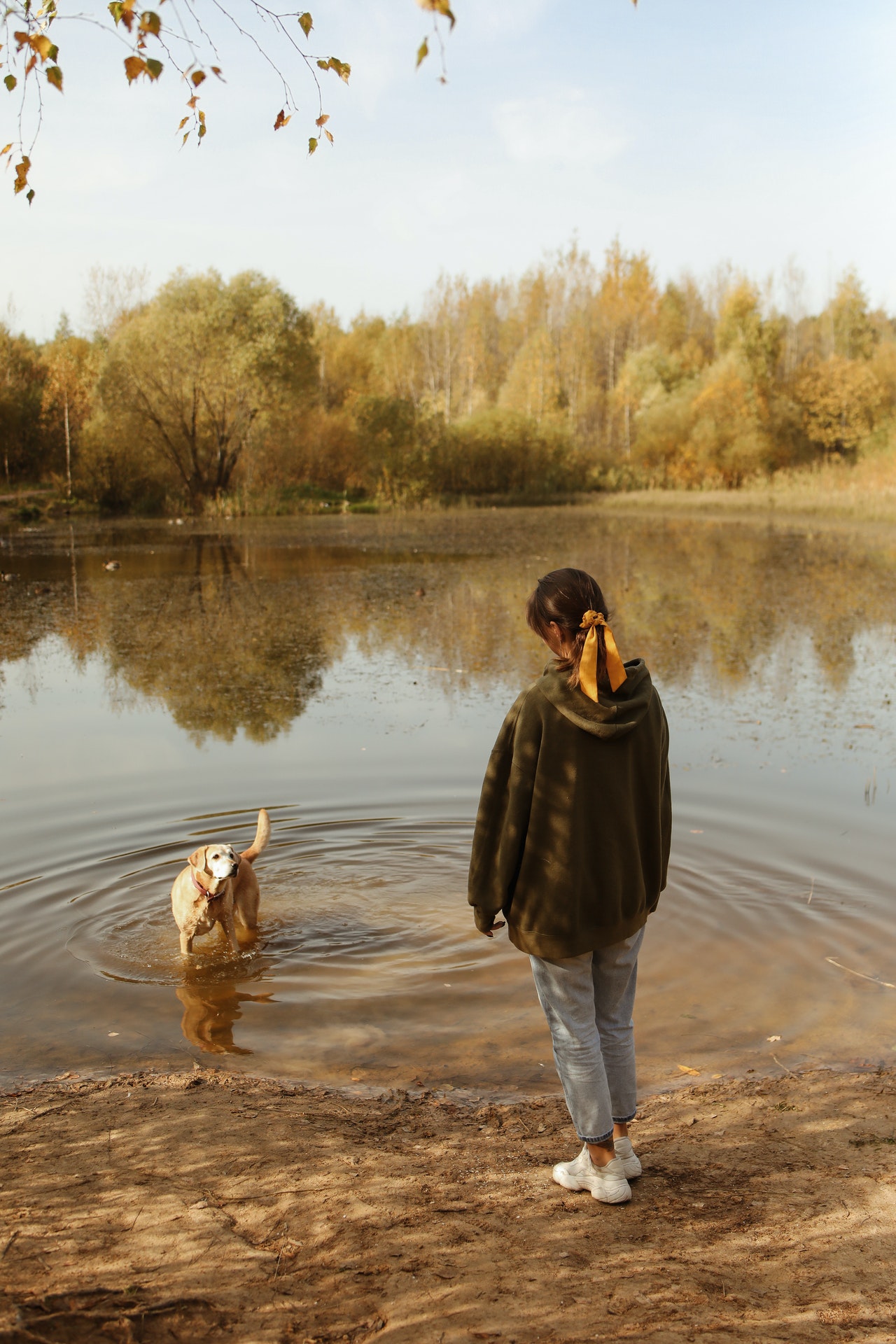 Can dogs drink pond water? (Facts You Should Know) Dog Person