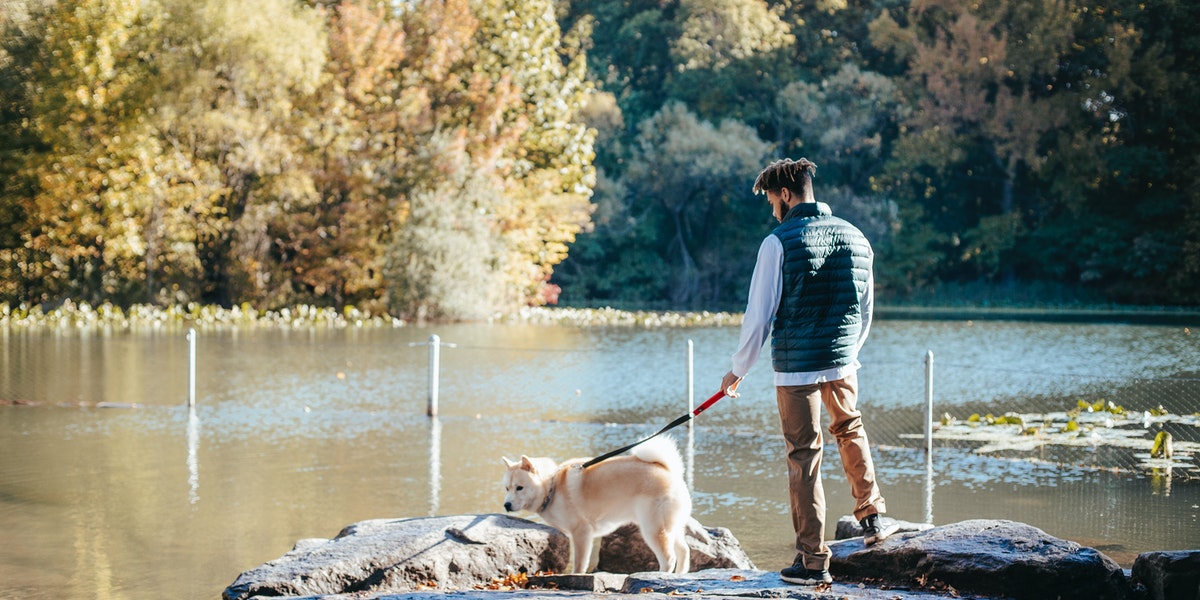 Can dogs drink pond water? (Facts You Should Know) Dog Person