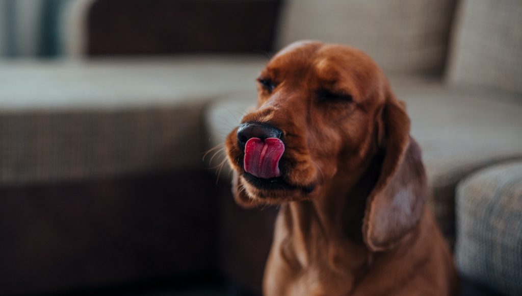 dog with tongue out licking 
