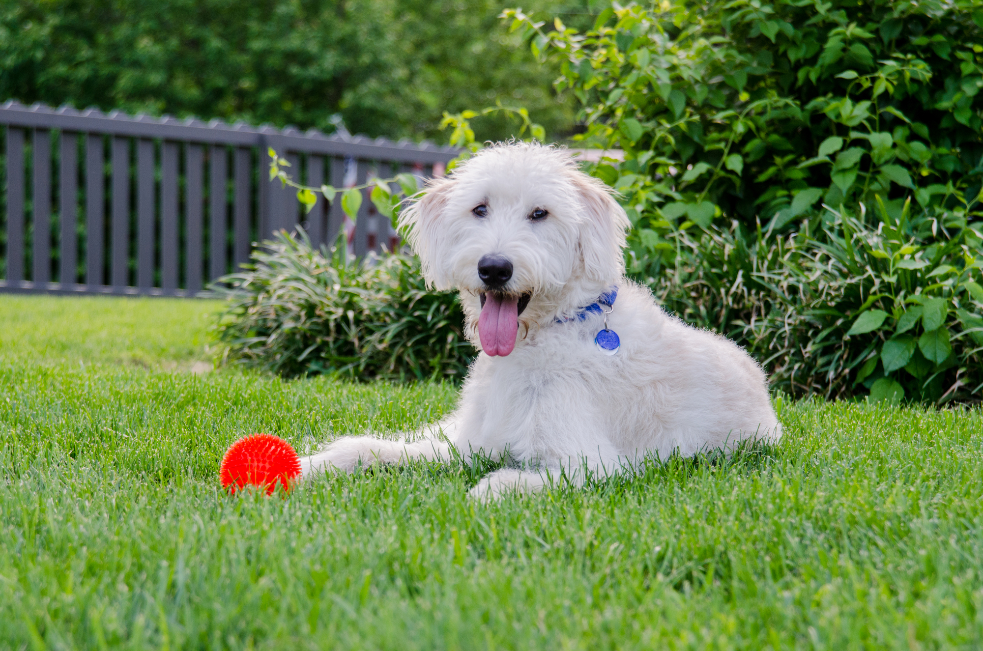 labradoodle with red toy