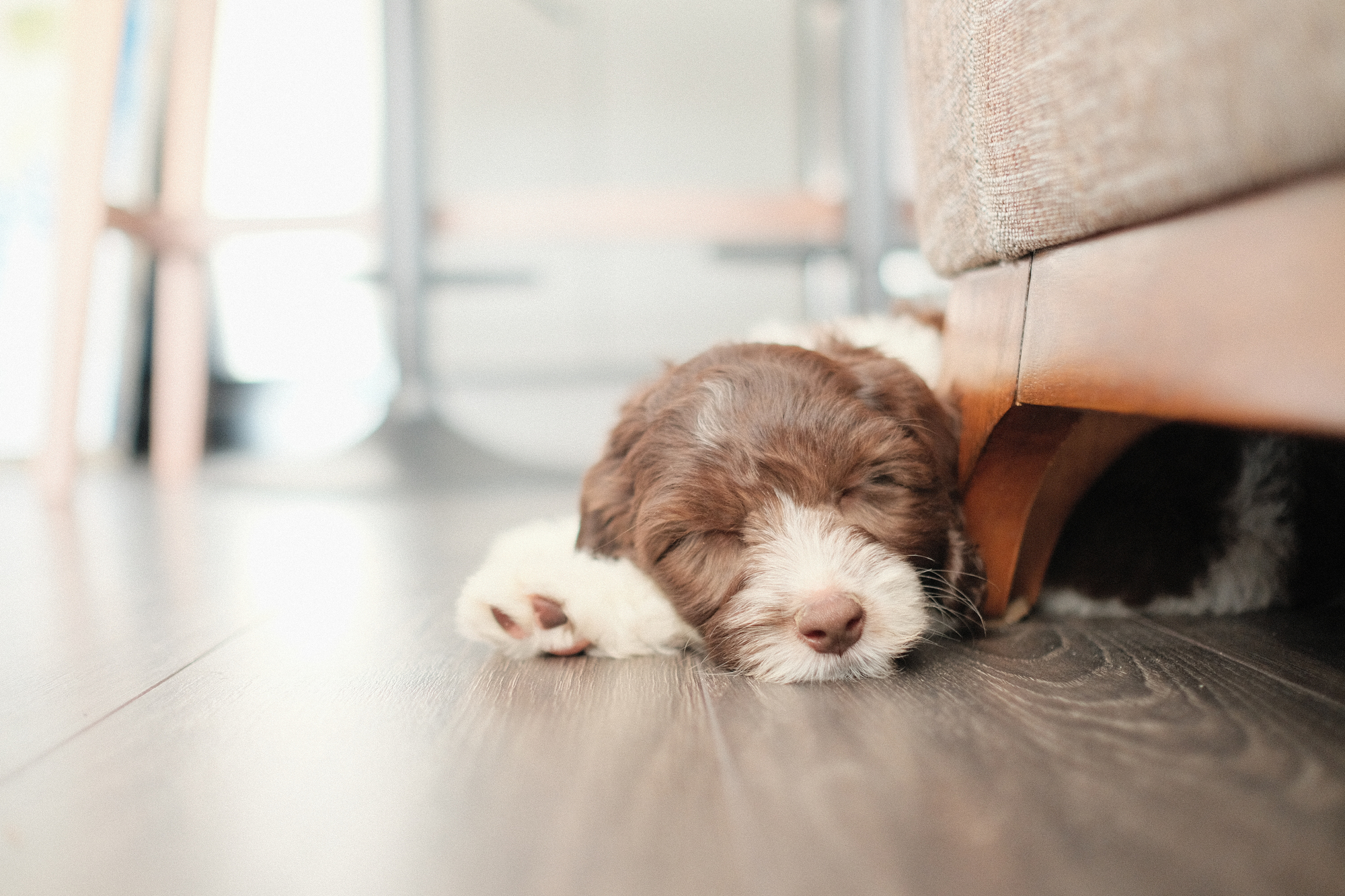 Labradoodle puppy sleeping