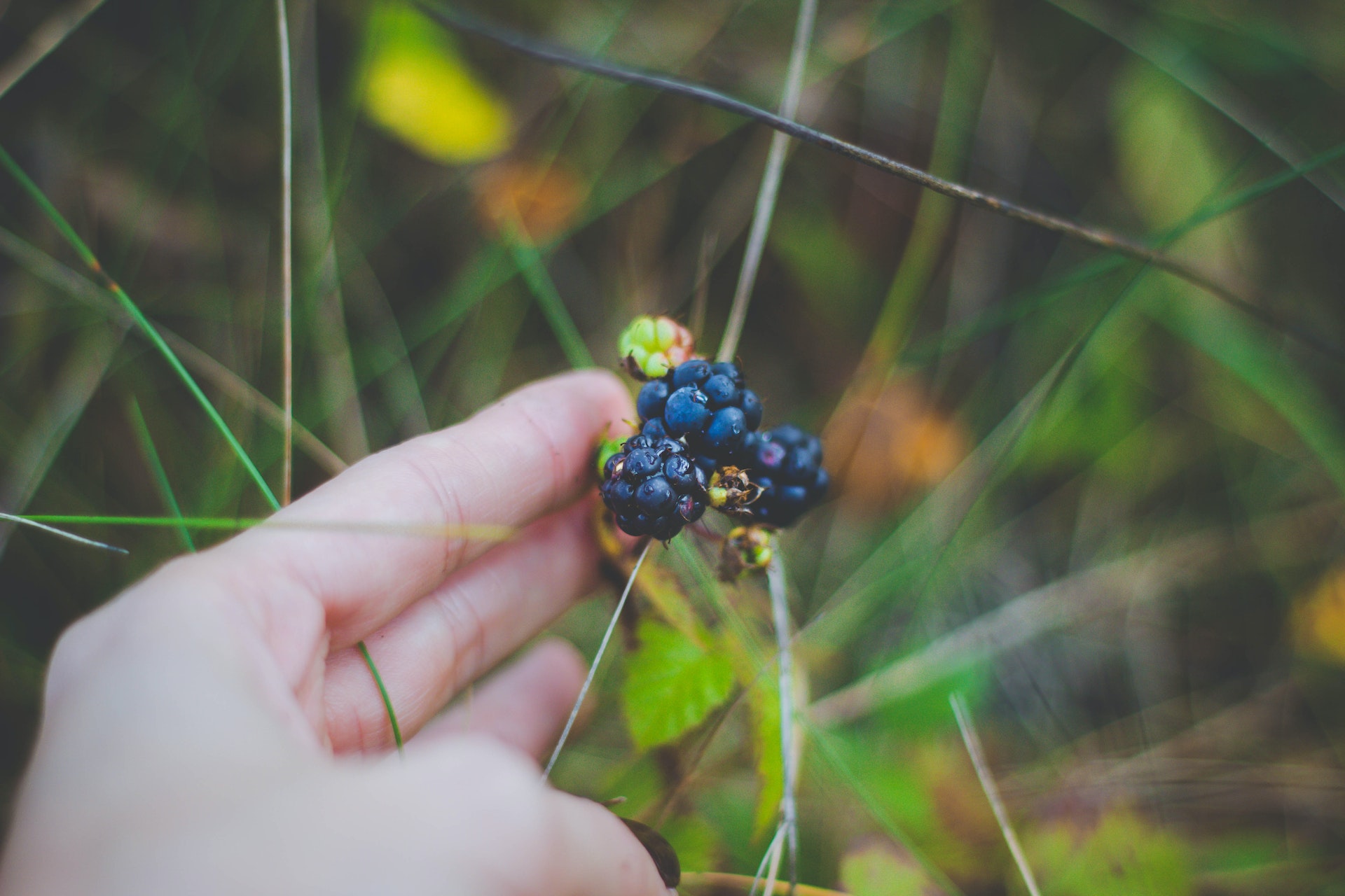 human picking berries