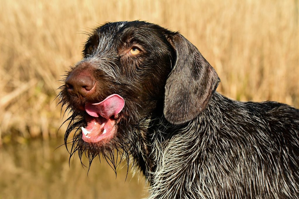 why do dogs lick pus?