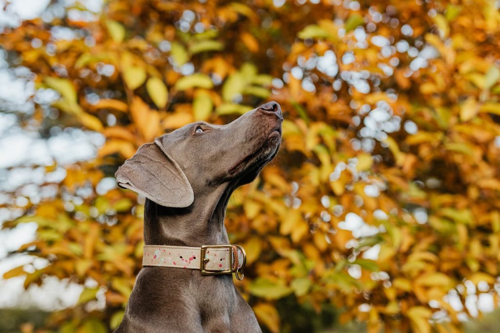 Dog looking up the sky