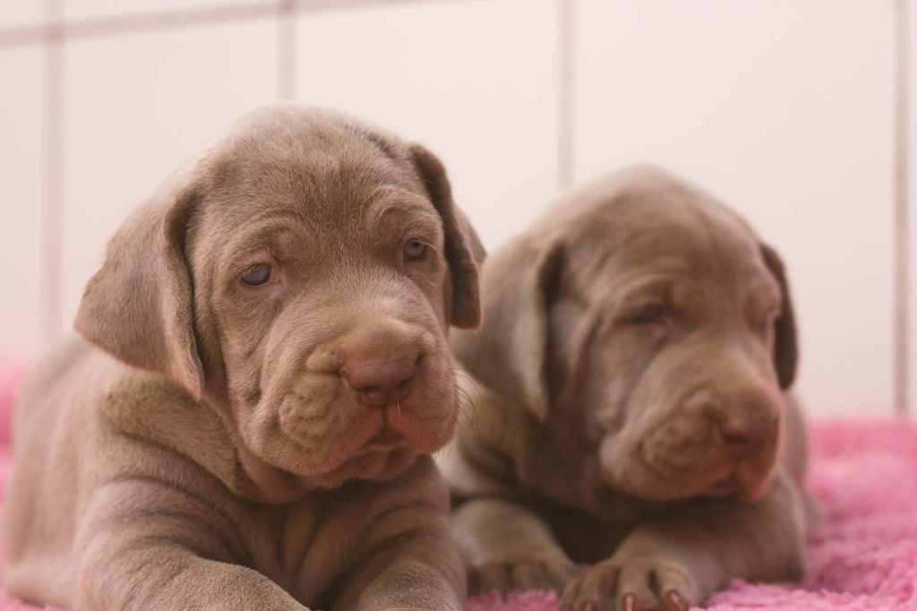 Two puppies sitting next to each other