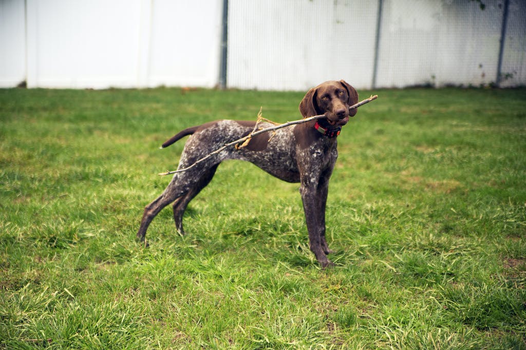 A German Shorthaired Pointer Biting a Stick