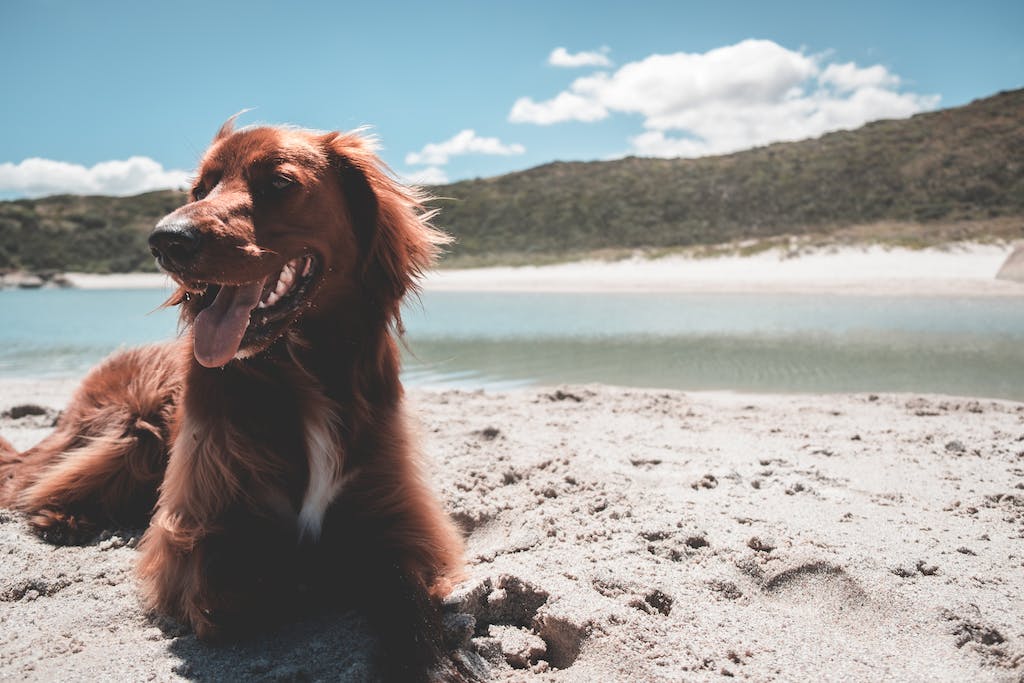 Purebred Irish Setter lying on sandy embankment of river under bright blue sky with clouds. This is one of the Pointer Dog family