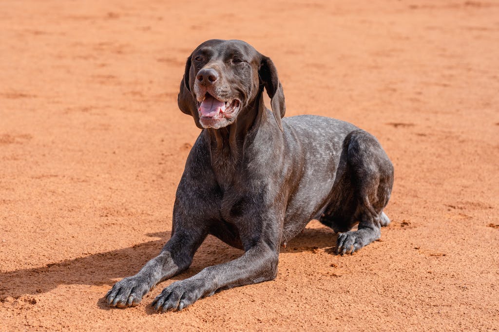 Shorthaired Pointer Dog Lying on Brown Sand