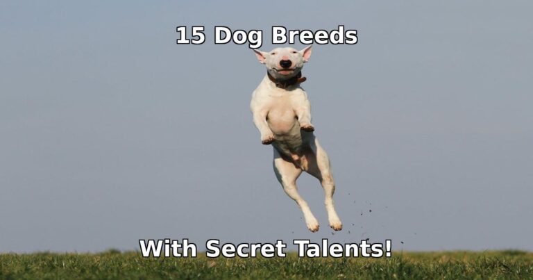 dog breeds with secret talents