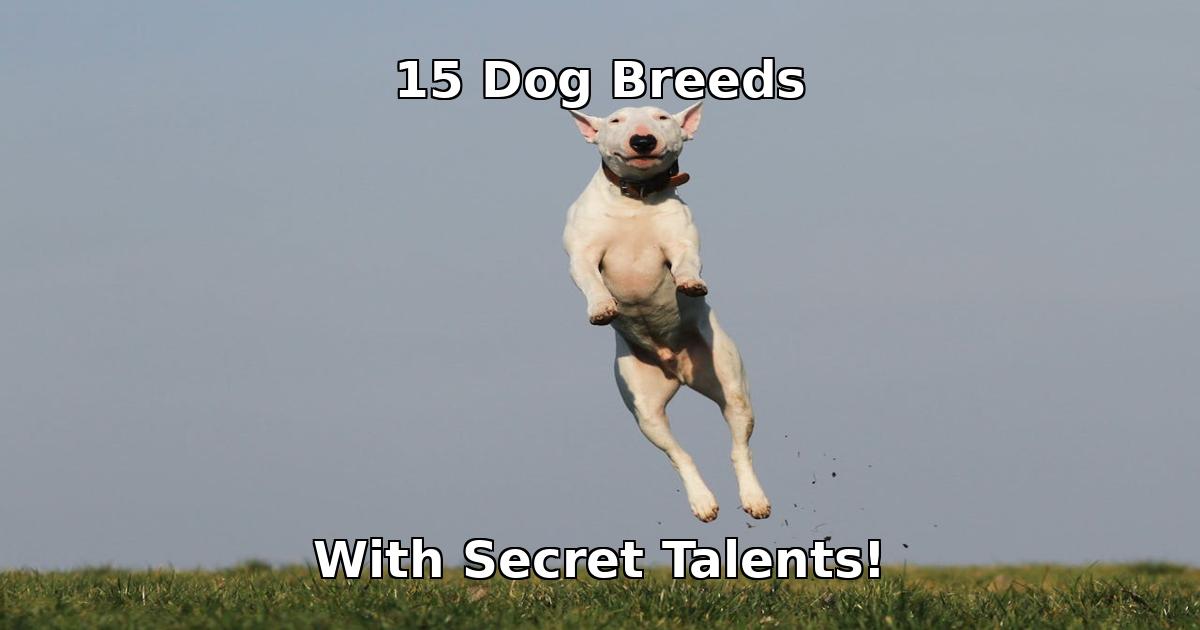 dog breeds with secret talents